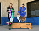 Reserve Winners Bitch, Best Puppy in Classes