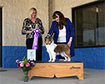 Reserve Winners Dog