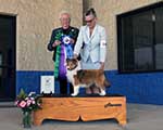 Best of Winners, Winners Bitch, Best Puppy in Classes